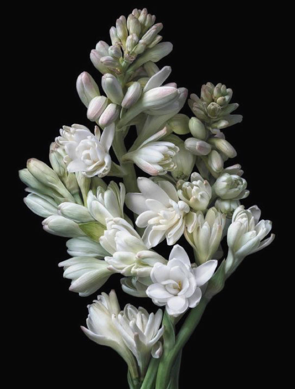 LEDA ANGELICA perfume oil - 10ml