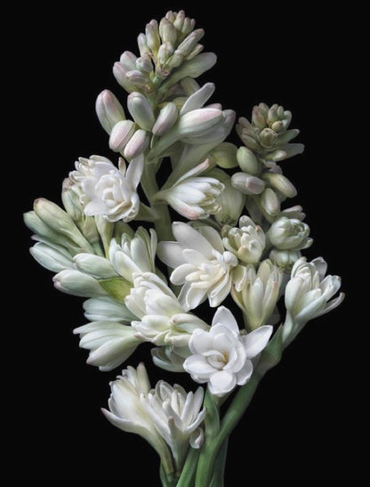 LEDA ANGELICA perfume oil - 10ml